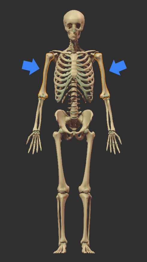 Humerus Location
