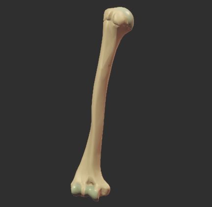 Humerus Location
